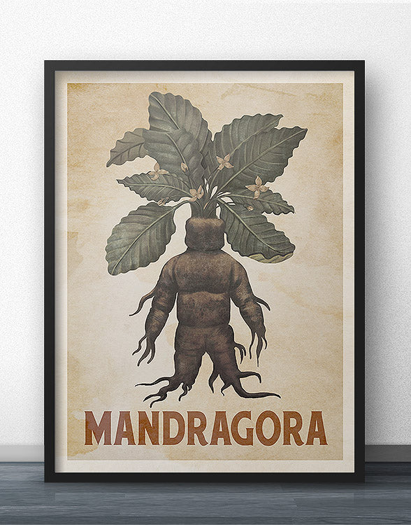 Mandragora (Mandrake) Poster - Heritage Series – WindowShopGal
